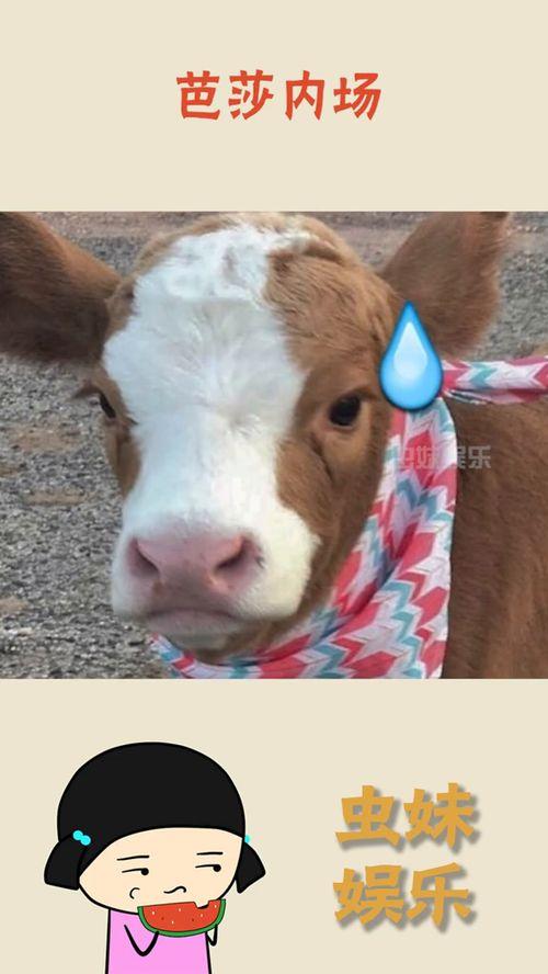 娱乐吃瓜酱声音,揭秘娱乐圈幕后故事的声音传奇