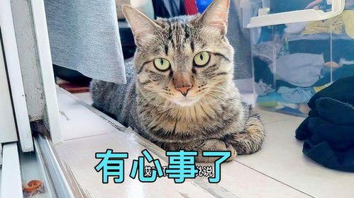 娱乐吃瓜小猫咪视频在线观看,跟随小猫咪一起吃瓜，畅享欢乐时光
